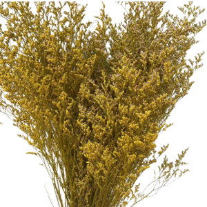 Yellow Dried Preserved Grass | Lovers Grass